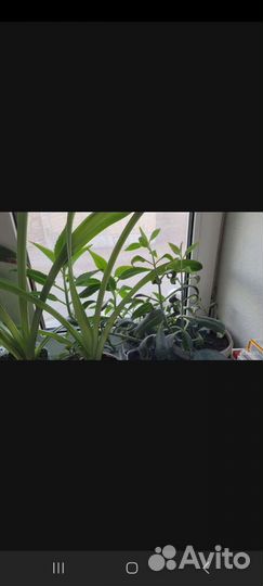 Каланхоэ лечебный