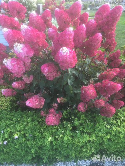 Самарская Лидия