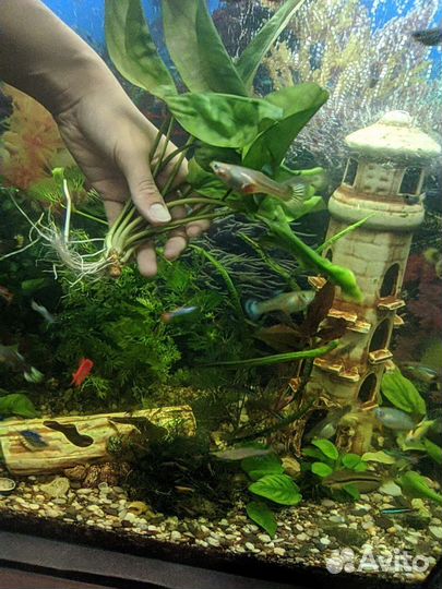 Водоросли для аквариума криптокарина