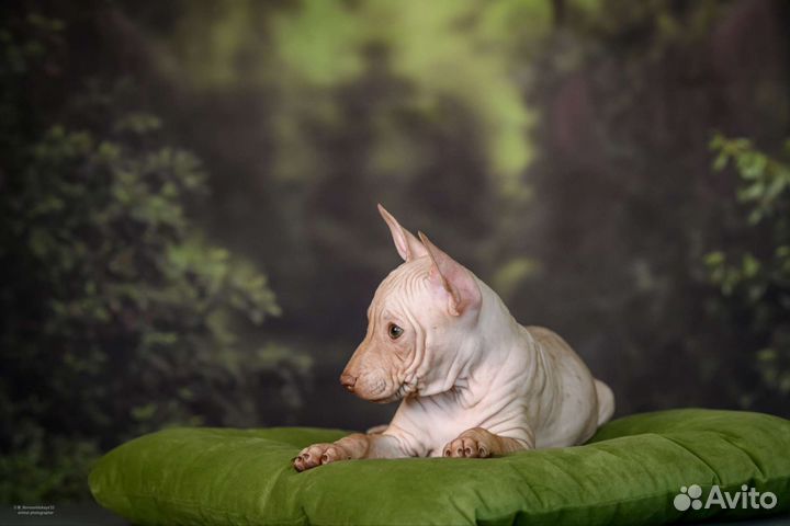 Девочка американского голого терьера