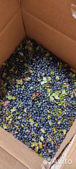 Черника брусника свежая ягоды