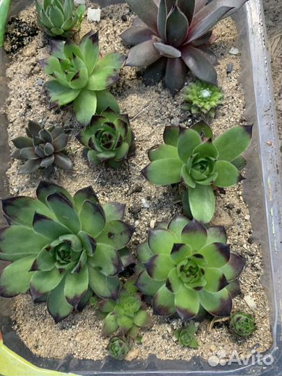 Молодило каменная роза