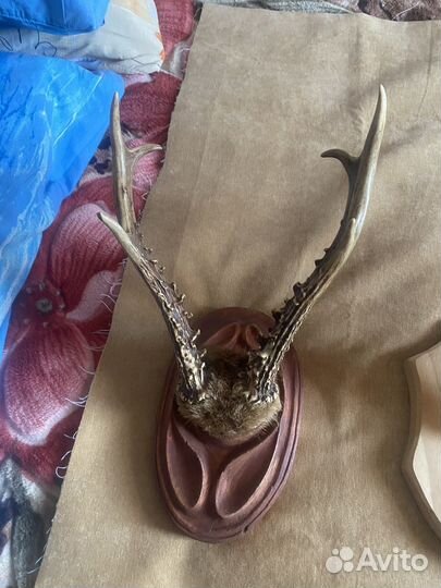 Рога касули