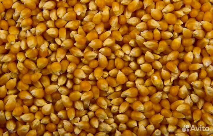 Пшеница озимая, Подсолнечник на корм