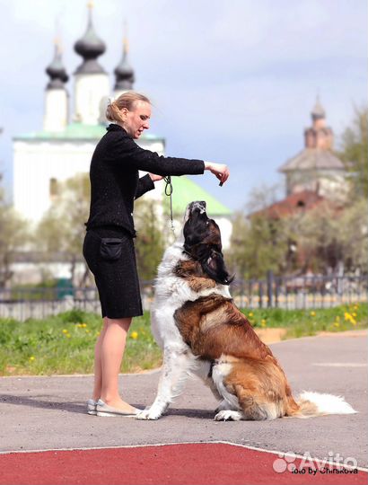Кобель московской сторожевой для вязки