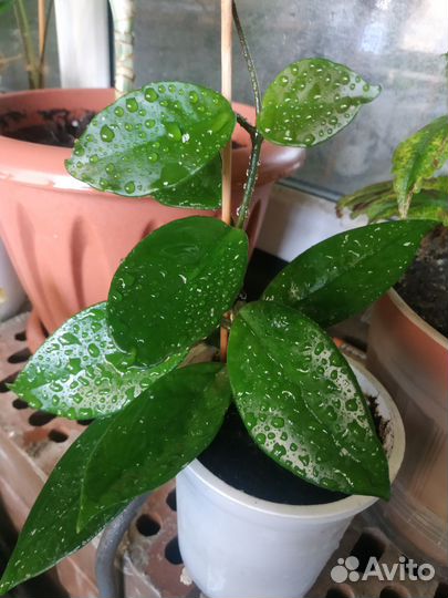 Хойя Карноза