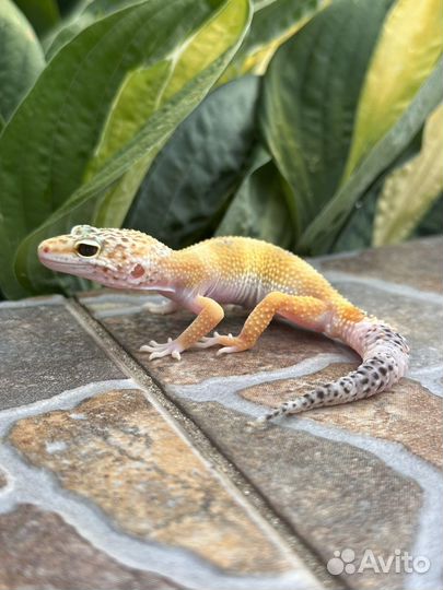 Малыши эублефары