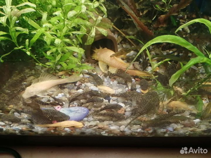 Сомики, корм