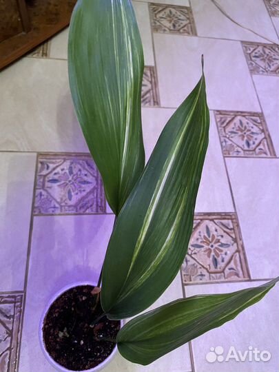 Аспидистра вариегатная