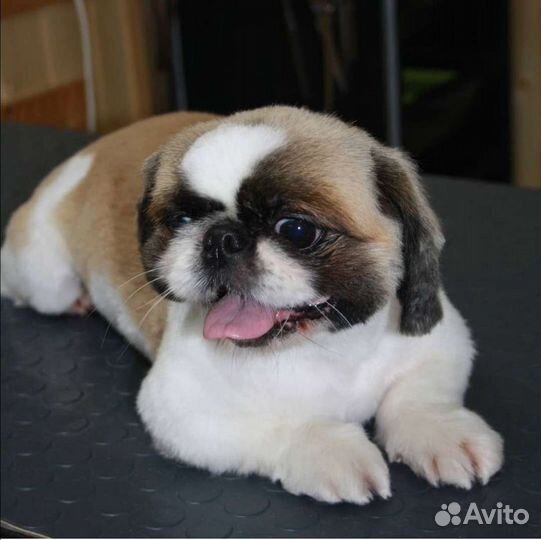 Стрижка собак и кошек. Тримминг