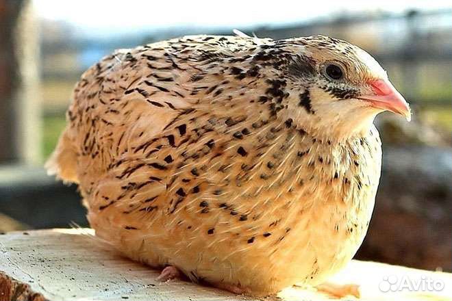 Перепела продажа
