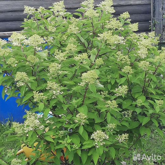 Укоренённые черенки гортензий