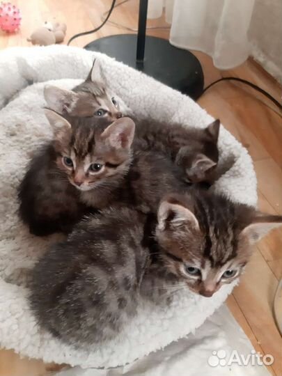 Деревенские котята в дар