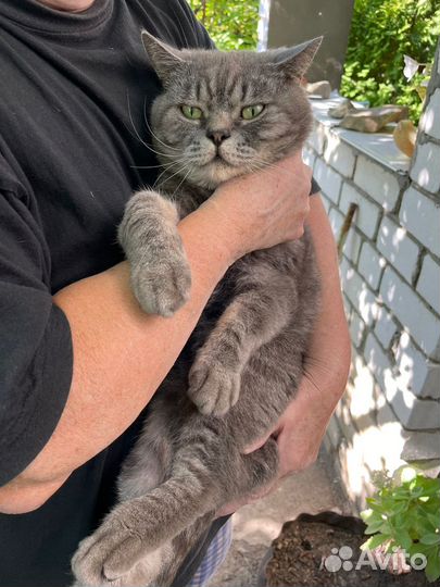 Отдаем в добрые руки