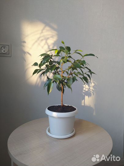 Фикус бенджамина 