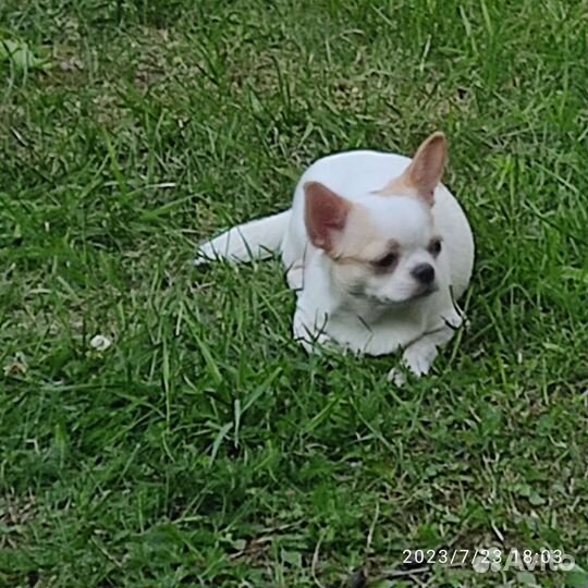 Девочка чихуахуа с док. РКФ