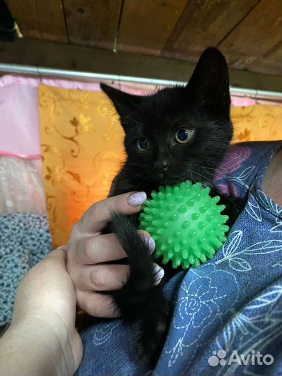 Котята в добрые руки бесплатно