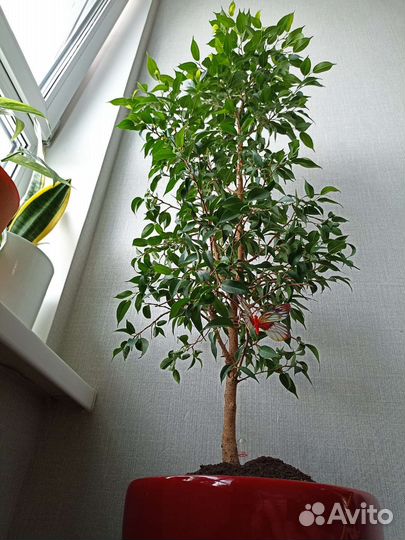 Фикус бенджамина большой