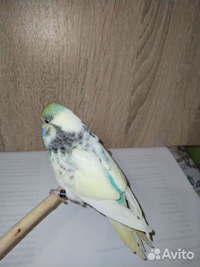 Попугай ввп