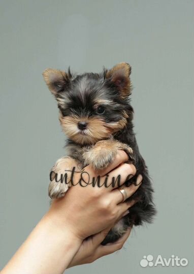 Мини девочки