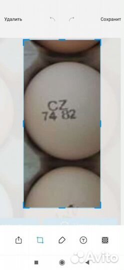 Цыплята бройлеры