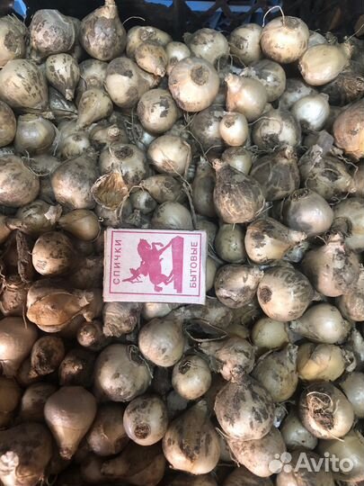 Луковицы гиацинтов