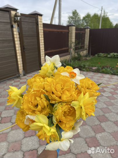 Цветы букет тюльпаны