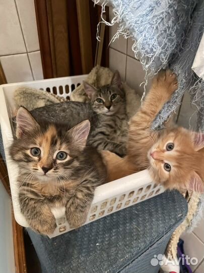 Невероятно красивые котята - в добрые руки
