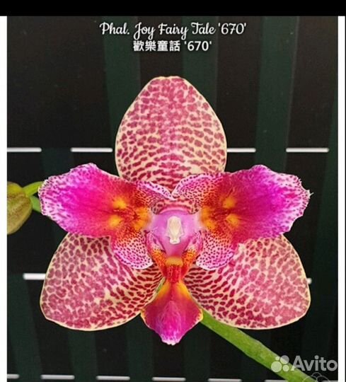 Орхидея фаленопсис