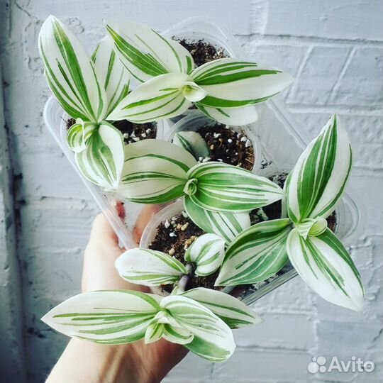 Традесканция. 10 видов. Комнатные растения