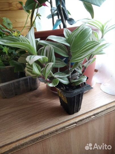 Традесканция