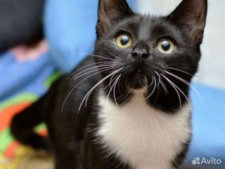 Кошка в дар