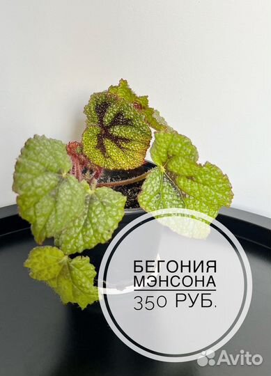Комнатные растения