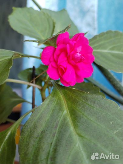 Ванька мокрый