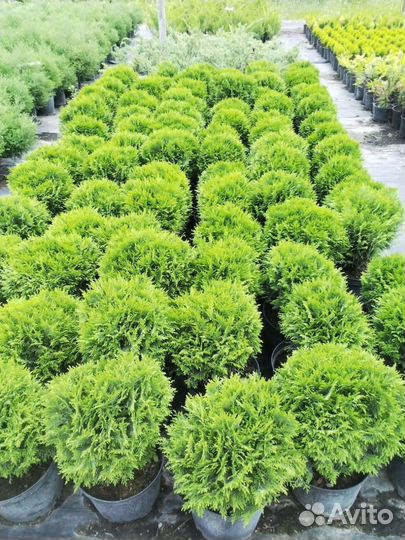 Туя западная даника