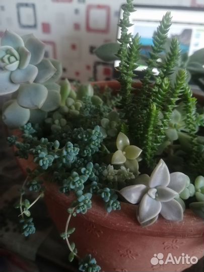 Эхеверия эчеверия кактус суккуленты