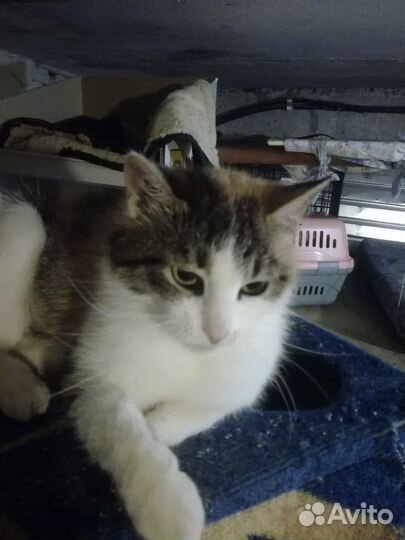 Кошкав добрые руки