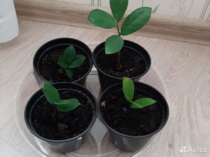 Замиокулькас