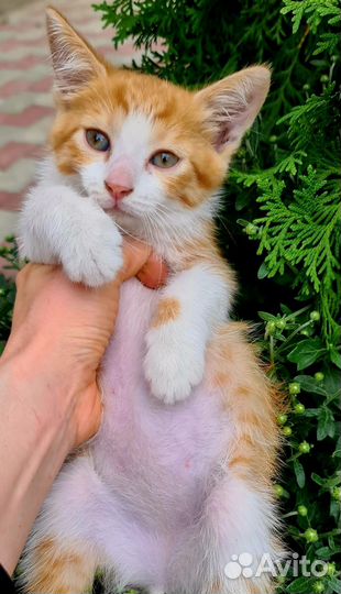 Котёнок мальчик