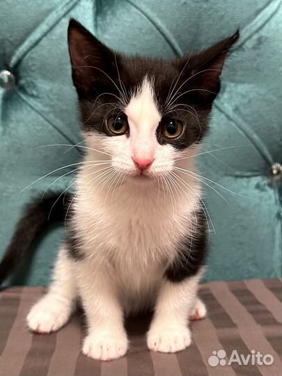 Котенок, мальчик, 2 месяца