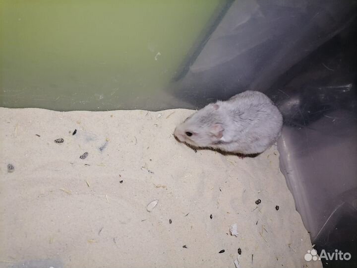 Сирийский хомяк