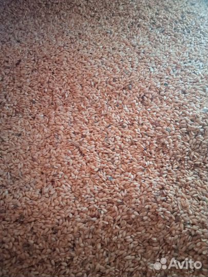 Лен посевной