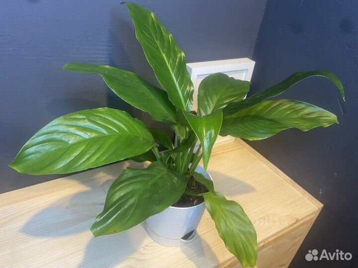 Спатифиллум