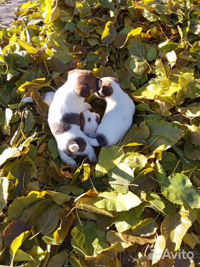 Щенки джек рассел терьер гладкошерстный