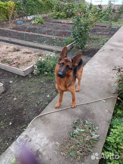 Ищем подружку для вязки