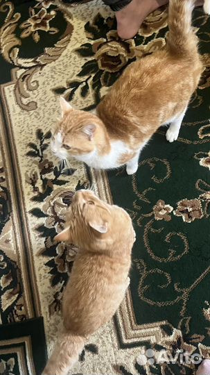 Кошка в дар