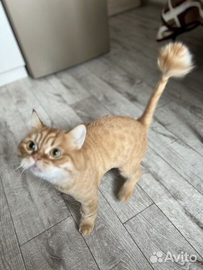 Кот в добрые руки