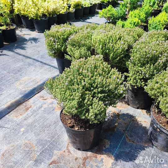 Чебрец тимьян