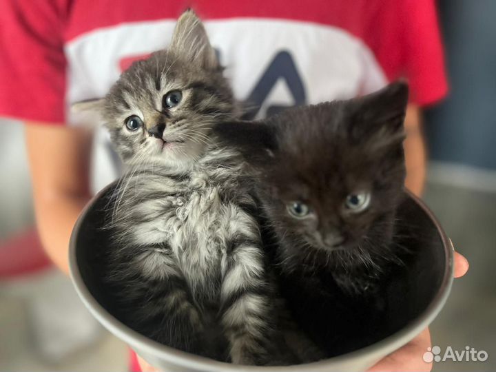 Кошки в добрые руки бесплатно