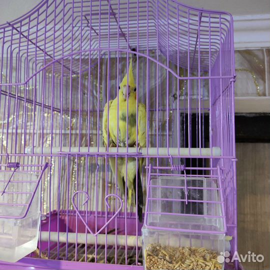 Попугай корелла с клеткой
